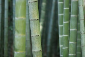 bamboo, hemp or bamboo fabric